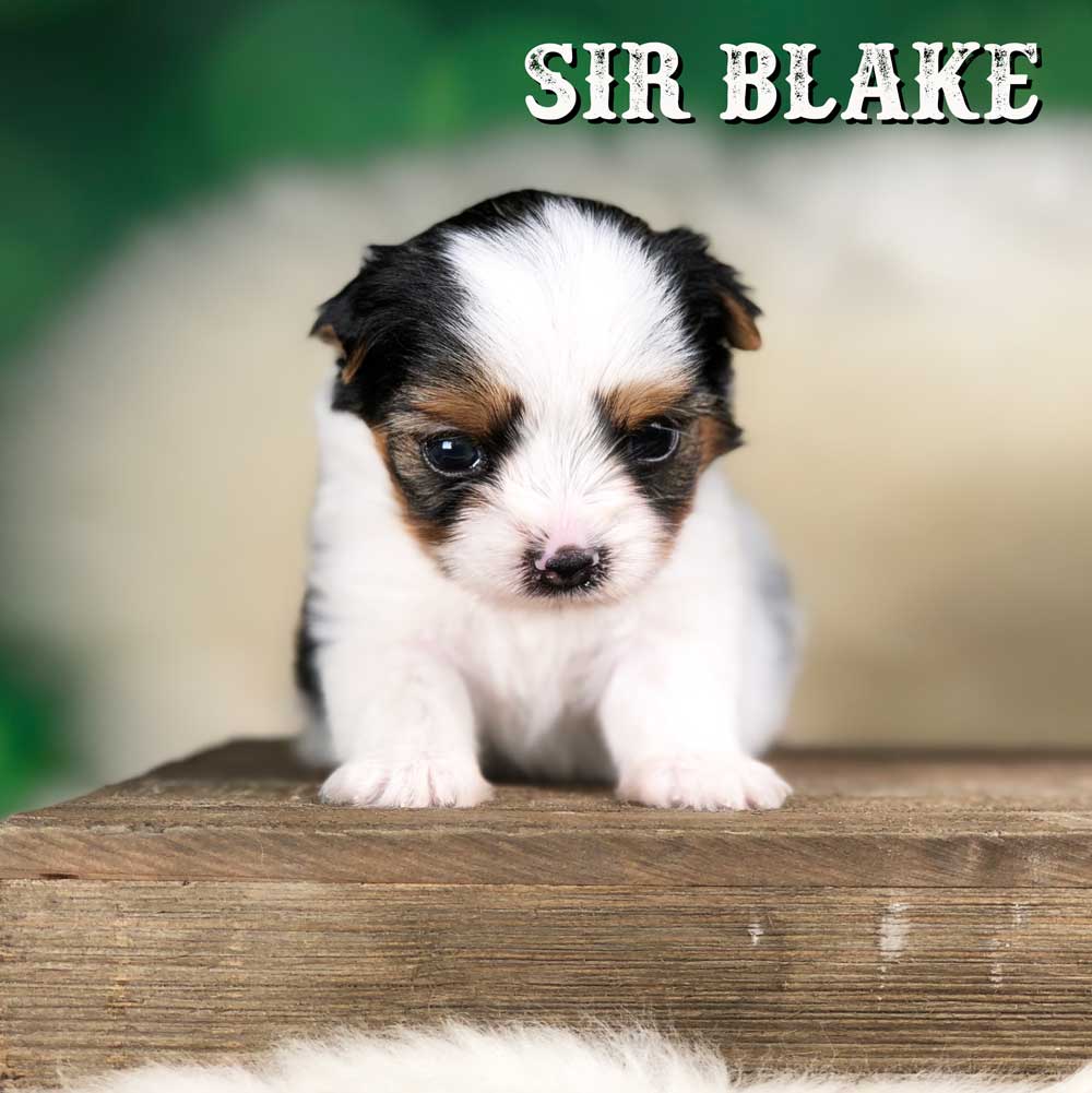Rocky Mountain Biewer Terrier Puppy Boy Sir Blake