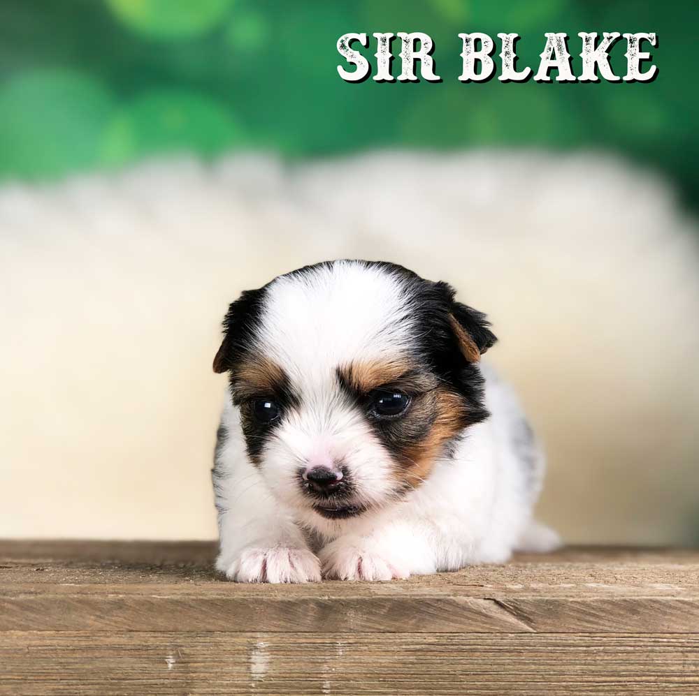 Rocky Mountain Biewer Terrier Puppy Boy Sir Blake