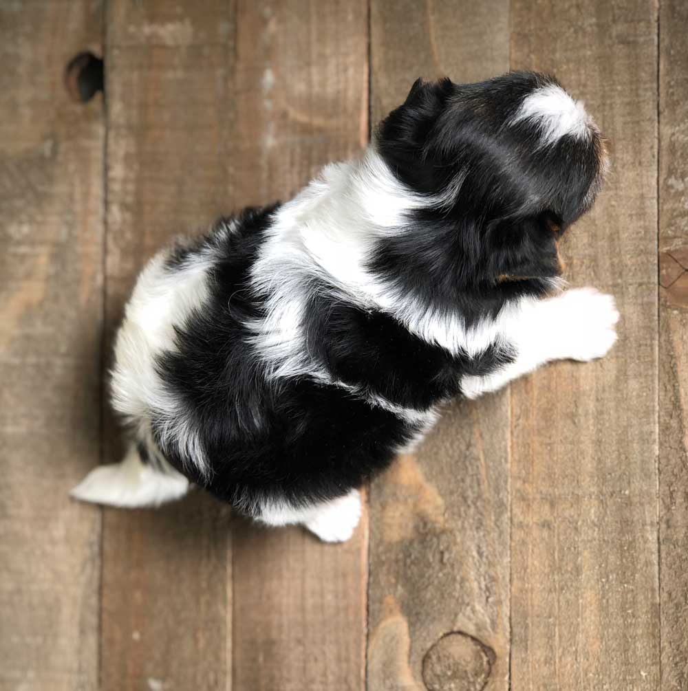 Rocky Mountain Biewer Terrier Puppy Boy Sir Blake