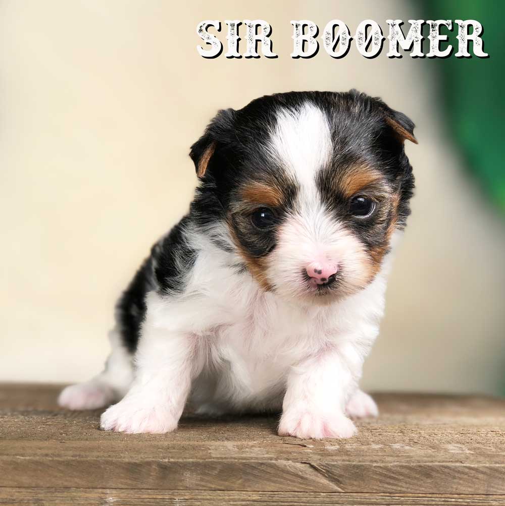 Rocky Mountain Biewer Terrier Puppy Boy Sir Boomer