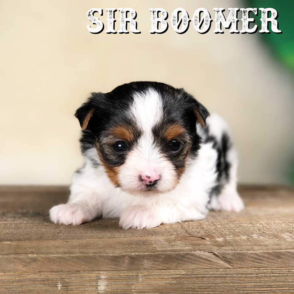 Rocky Mountain Biewer Terrier Puppy Boy Sir Boomer