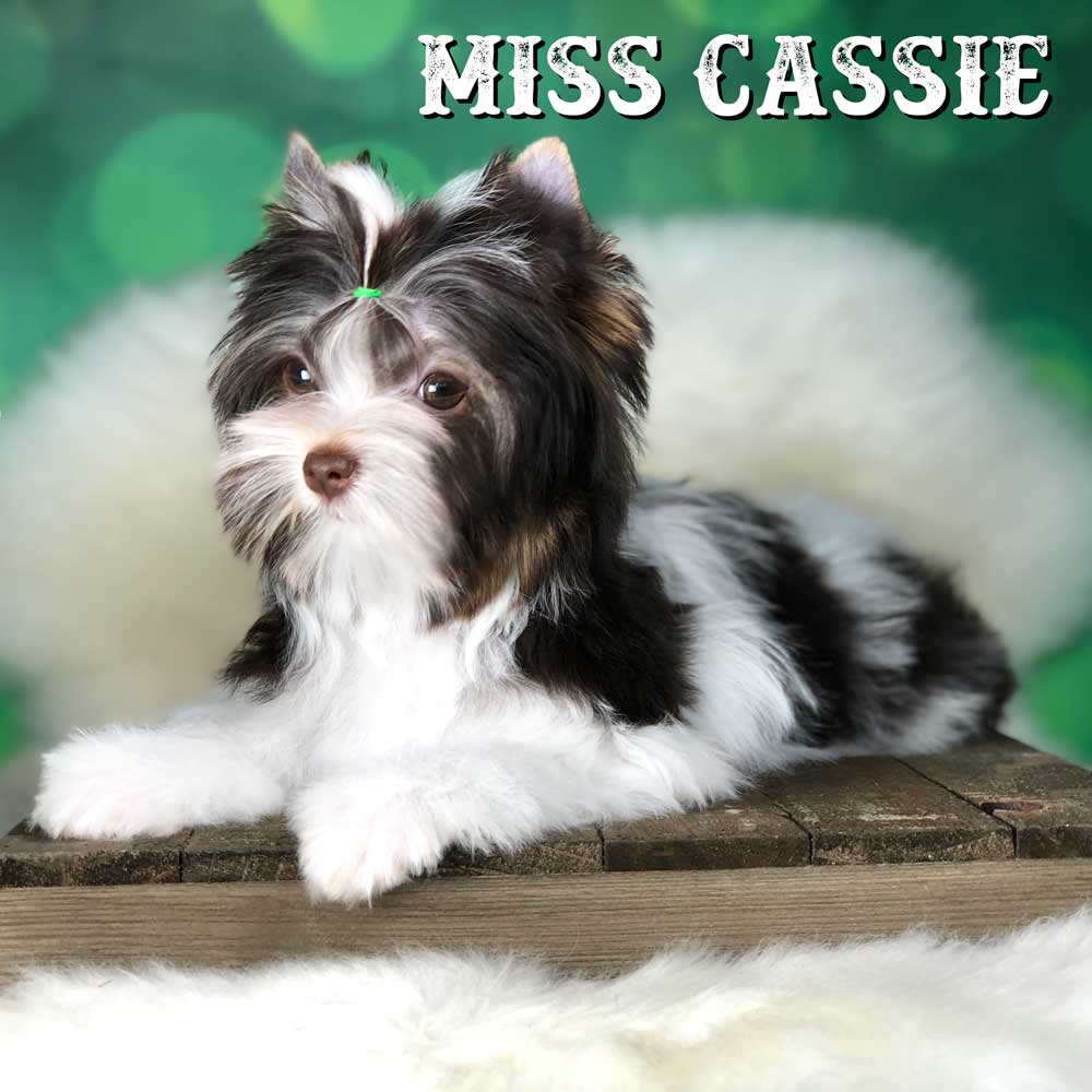 Chocolate Biewer Terrier Girl Miss Cassie