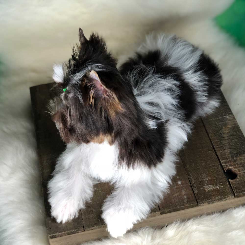 Chocolate Biewer Terrier Girl Miss Cassie