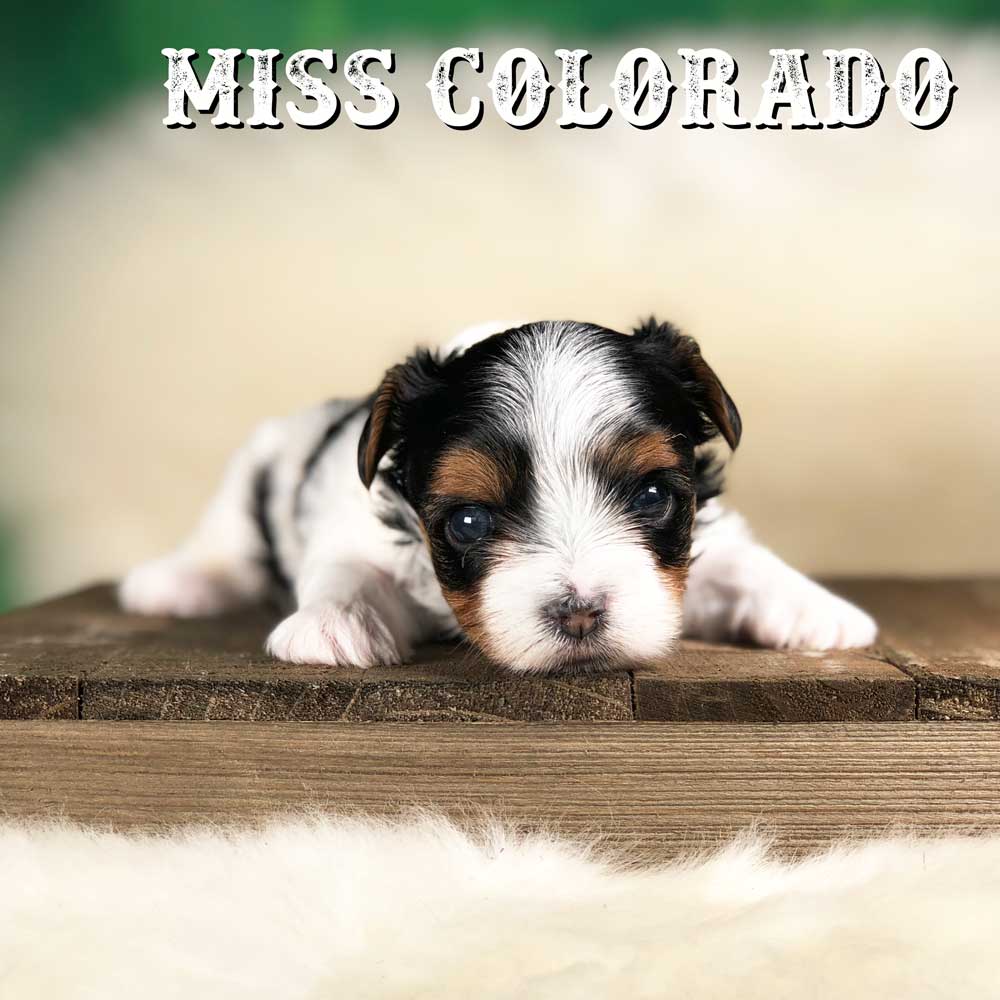 Rocky Mountain Biewer Terrier Puppy Girl Miss Colorado
