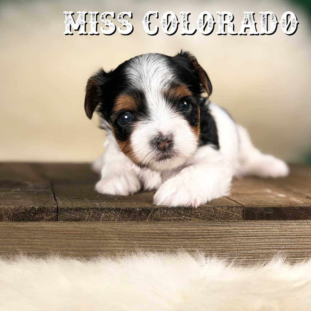 Rocky Mountain Biewer Terrier Puppy Girl Miss Colorado