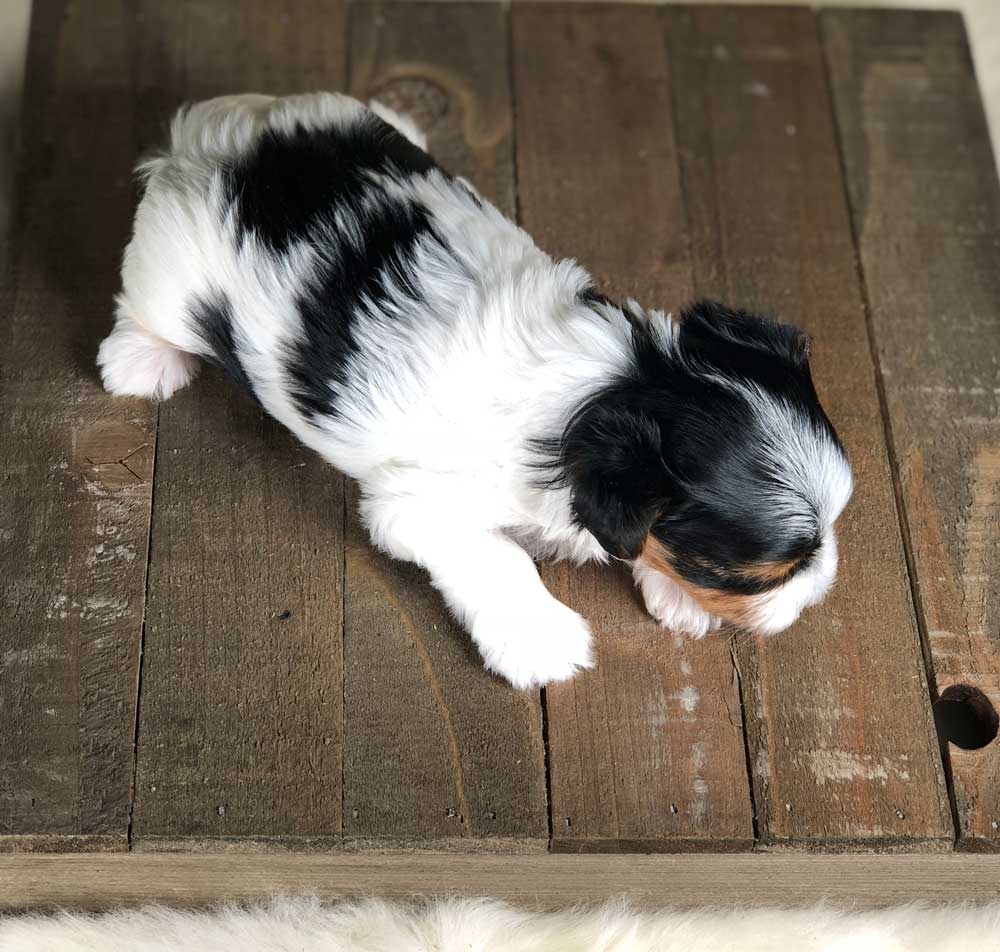 Rocky Mountain Biewer Terrier Puppy Girl Miss Colorado