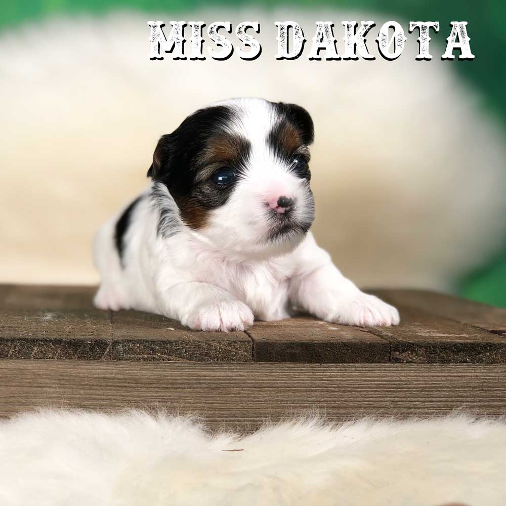 Rocky Mountain Biewer Terrier Puppy Girl Miss Dakota