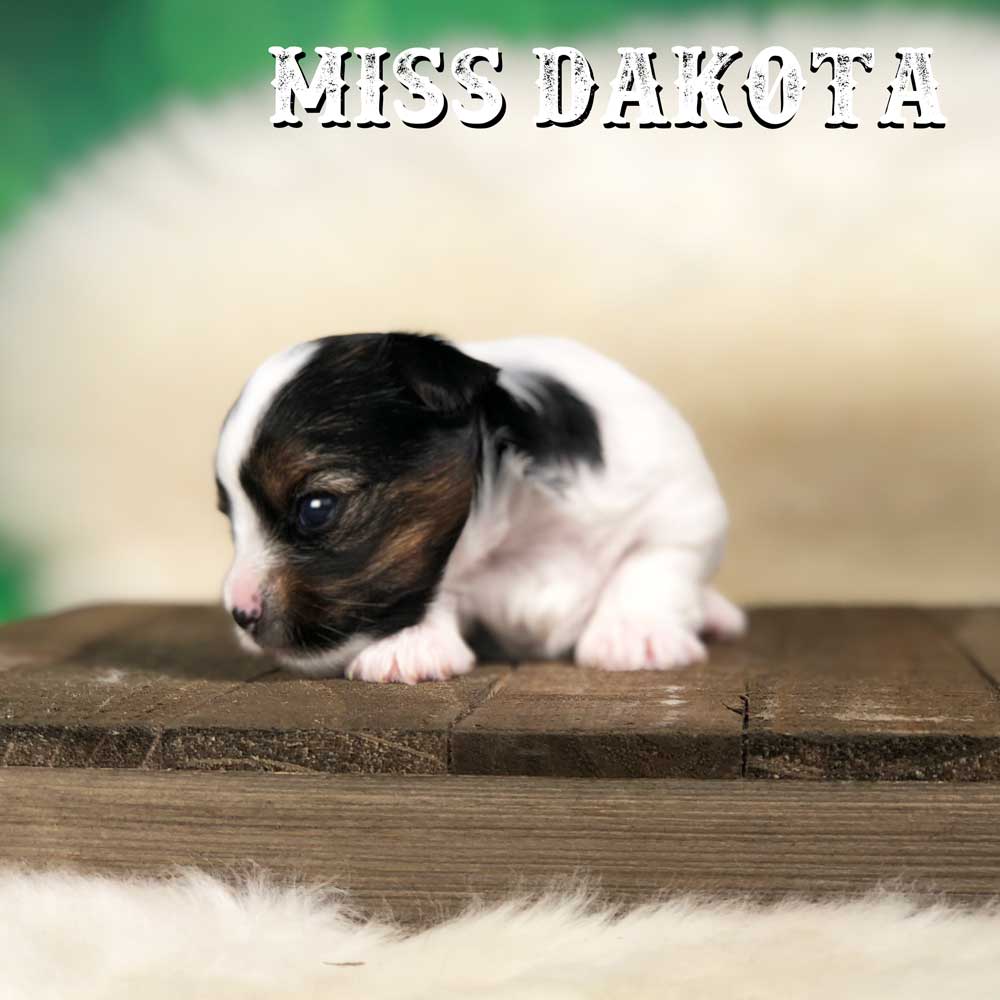 Rocky Mountain Biewer Terrier Puppy Girl Miss Dakota