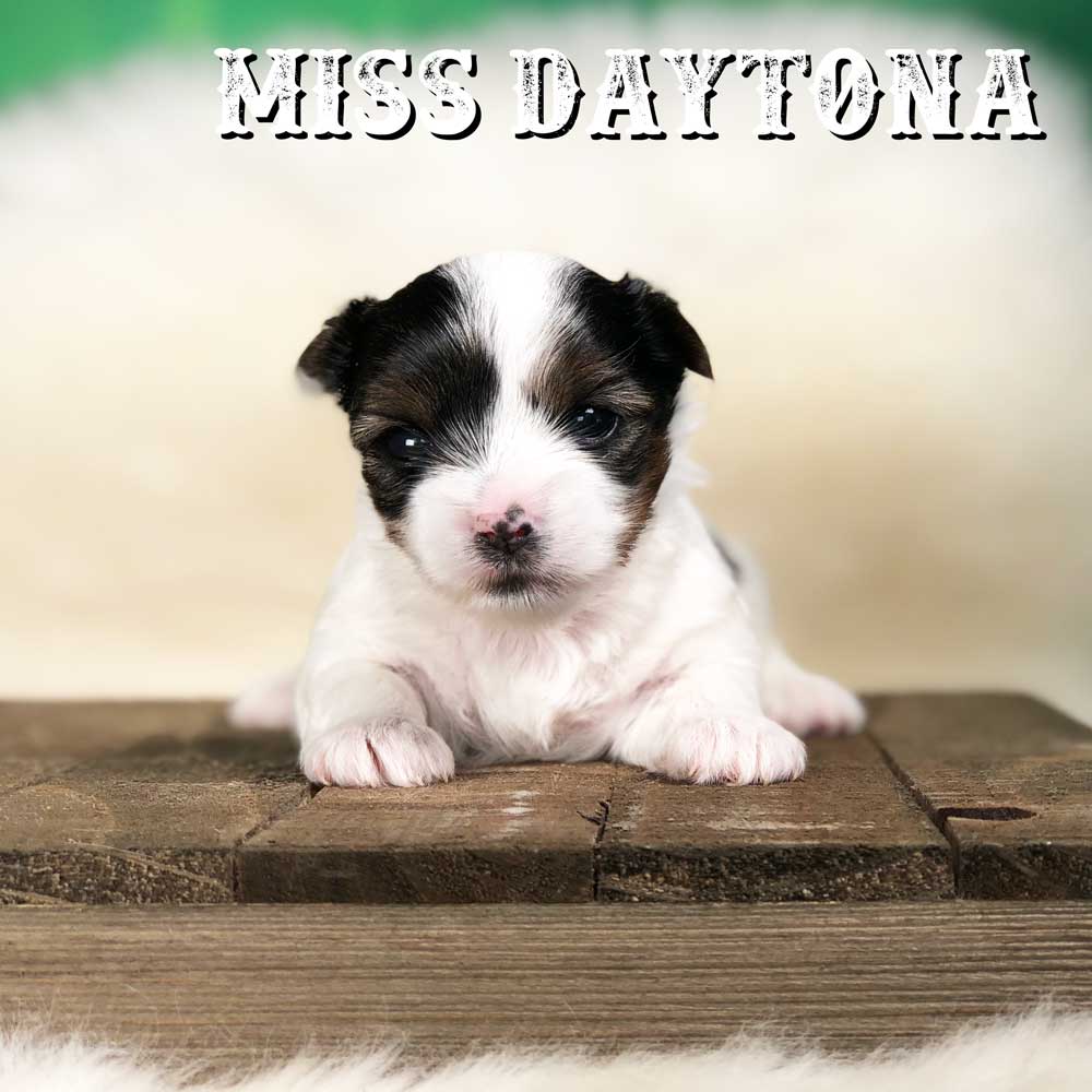 Rocky Mountain Biewer Terrier Puppy Girl Miss Daytona