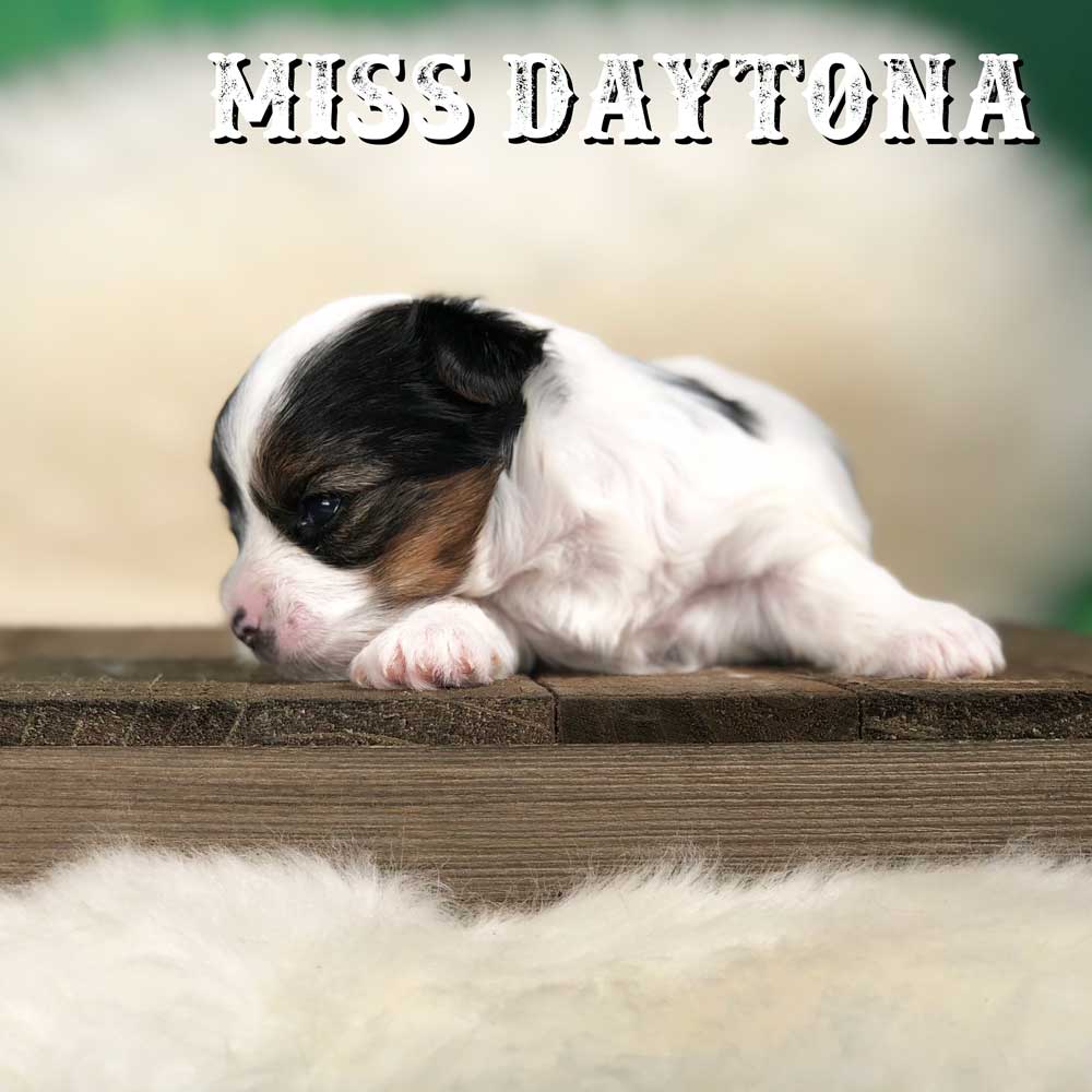 Rocky Mountain Biewer Terrier Puppy Girl Miss Daytona