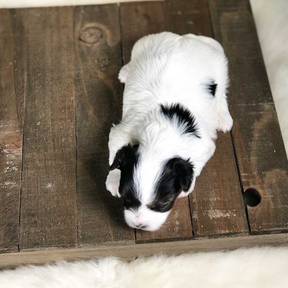 Rocky Mountain Biewer Terrier Puppy Girl Miss Daytona