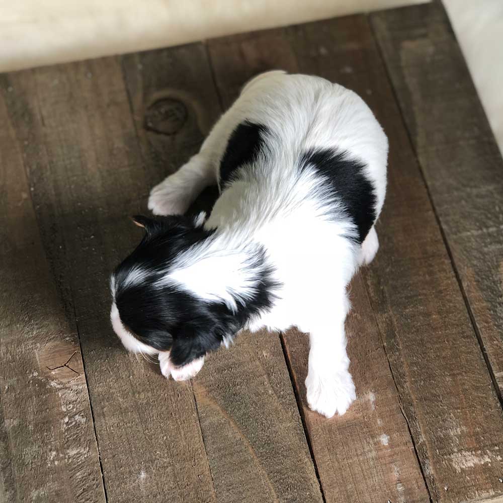 Rocky Mountain Biewer Terrier Puppy Boy Sir Denver