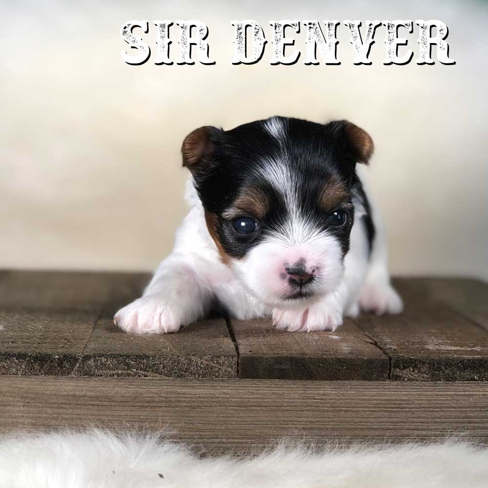 Rocky Mountain Biewer Terrier Puppy Boy Sir Denver
