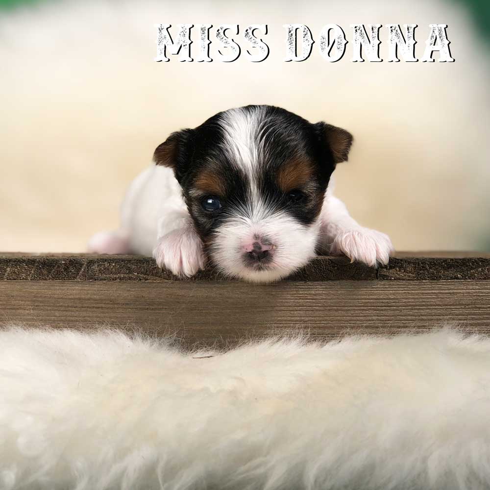 Rocky Mountain Biewer Terrier Puppy Girl Miss Dakota