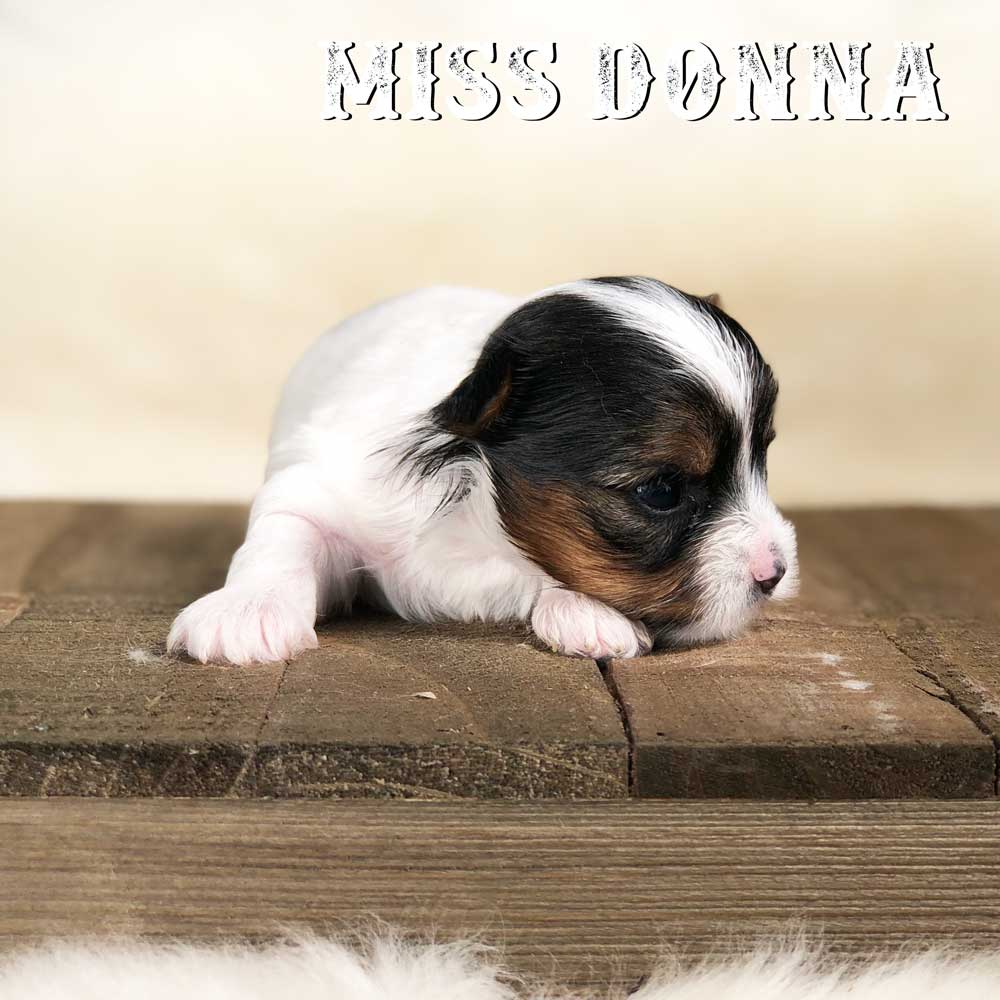 Rocky Mountain Biewer Terrier Puppy Girl Miss Dakota