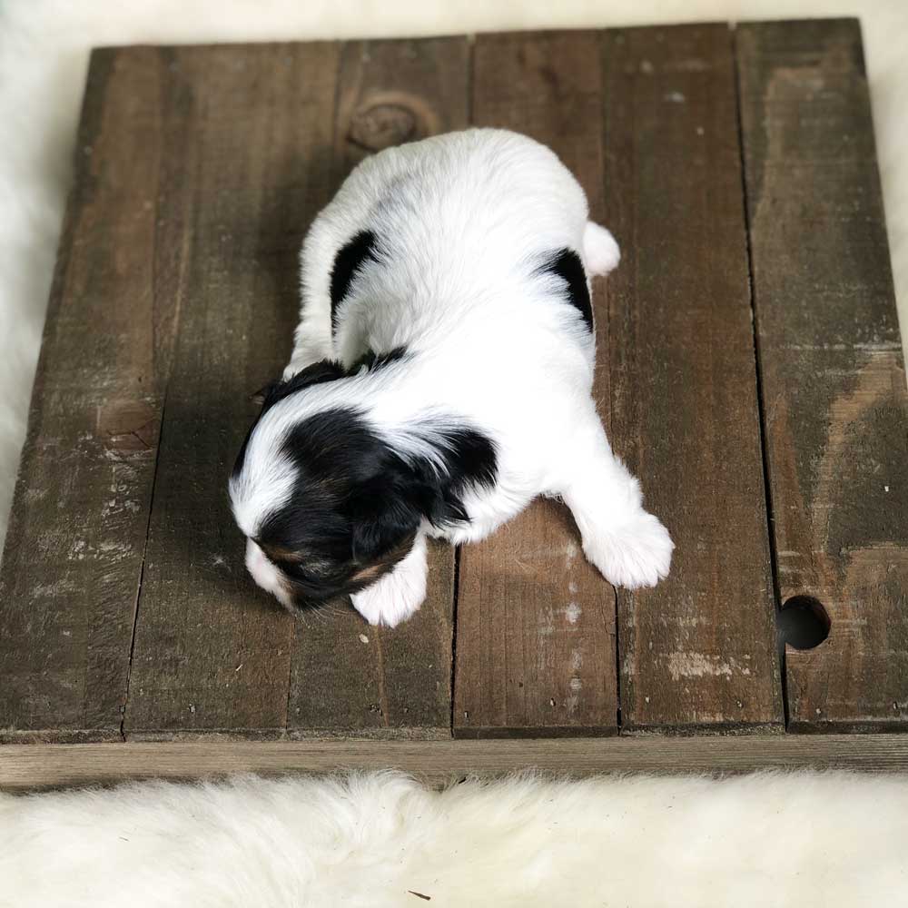 Rocky Mountain Biewer Terrier Puppy Girl Miss Dakota