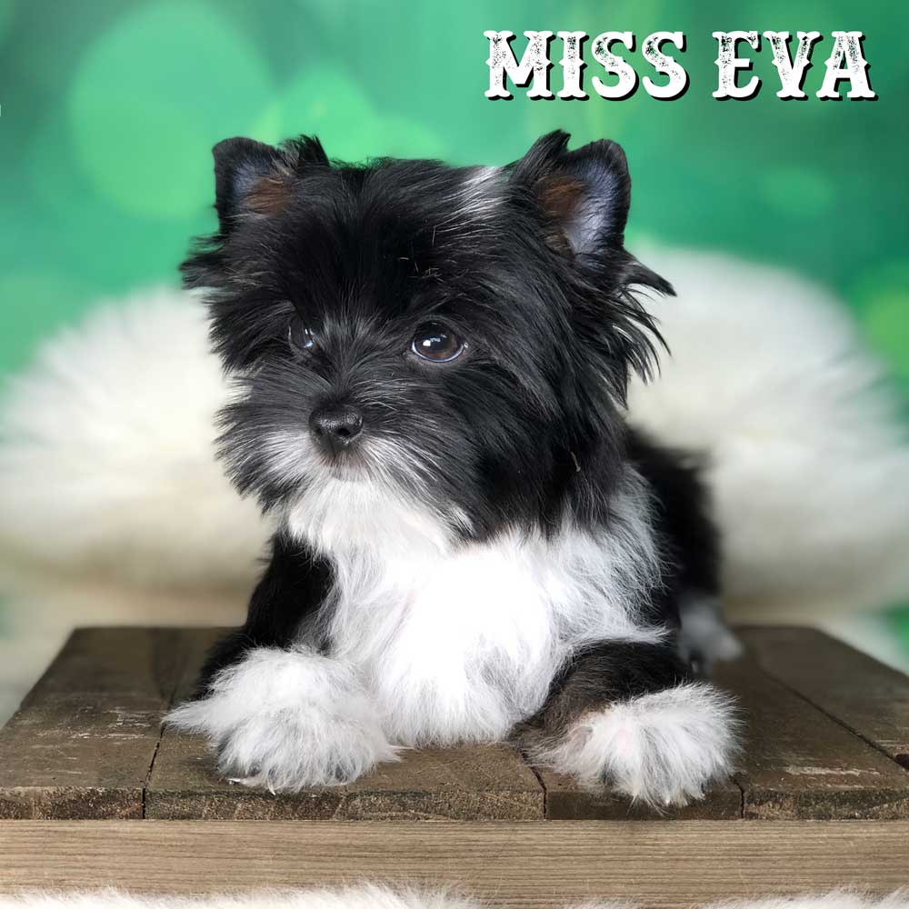 Rocky Mountain Biewer Terrier Puppy Girl Miss Eva
