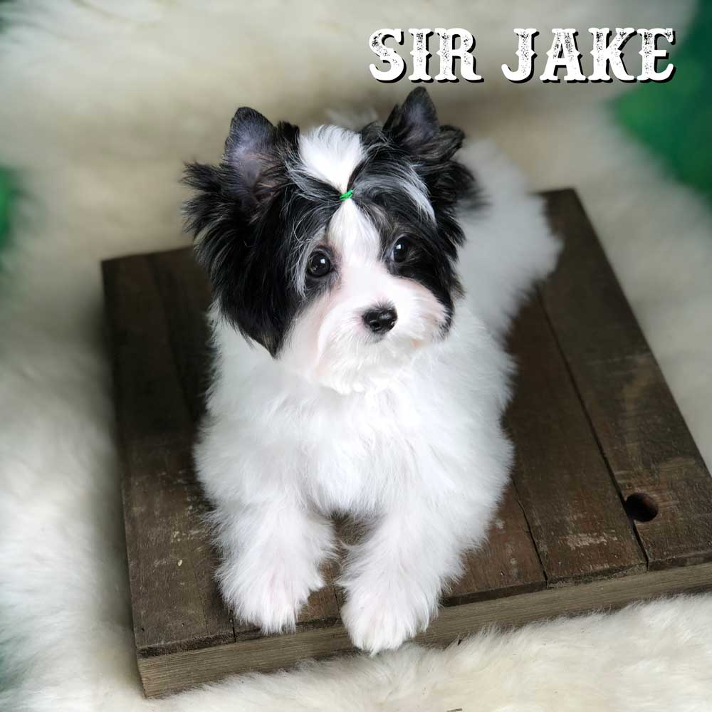 Rocky Mountain Biewer Terrier Puppy Boy Sir Jake