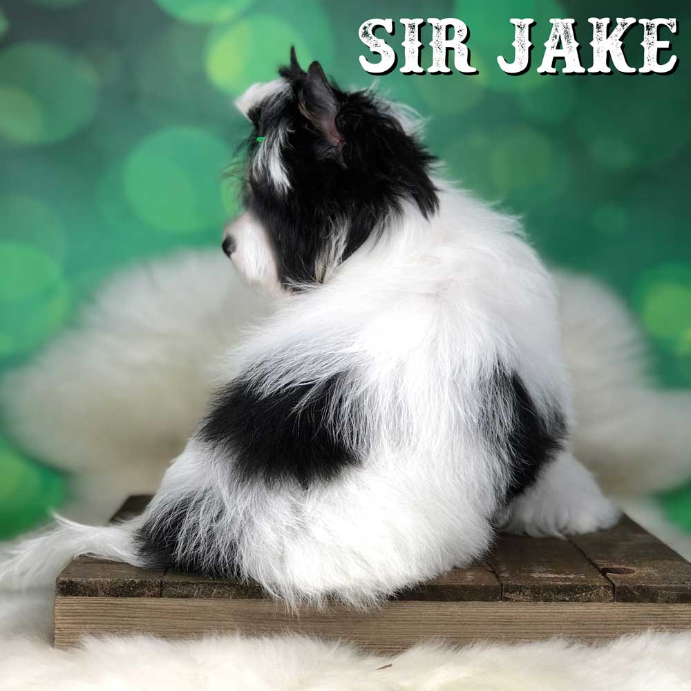 Rocky Mountain Biewer Terrier Puppy Boy Sir Jake