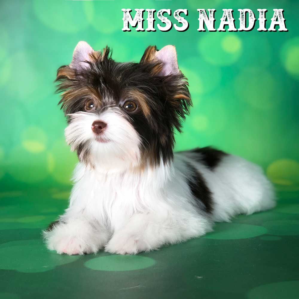 Chocolate Biewer Terrier Girl Miss Nadia