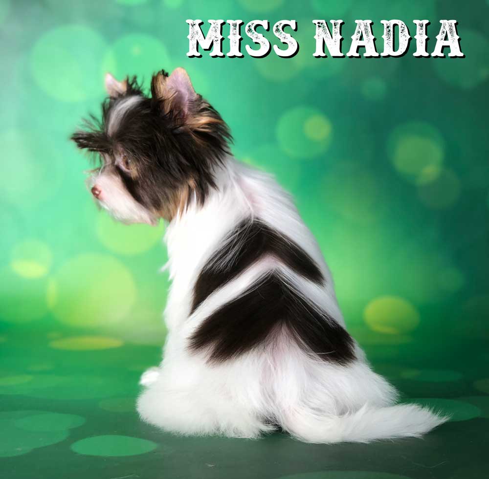 Chocolate Biewer Terrier Girl Miss Nadia