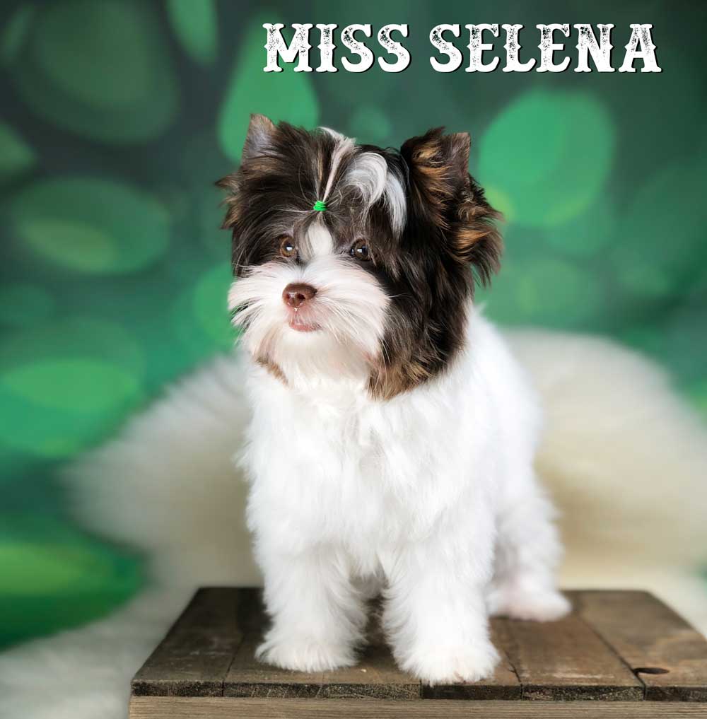 Chocolate Biewer Terrier Girl Miss Selena