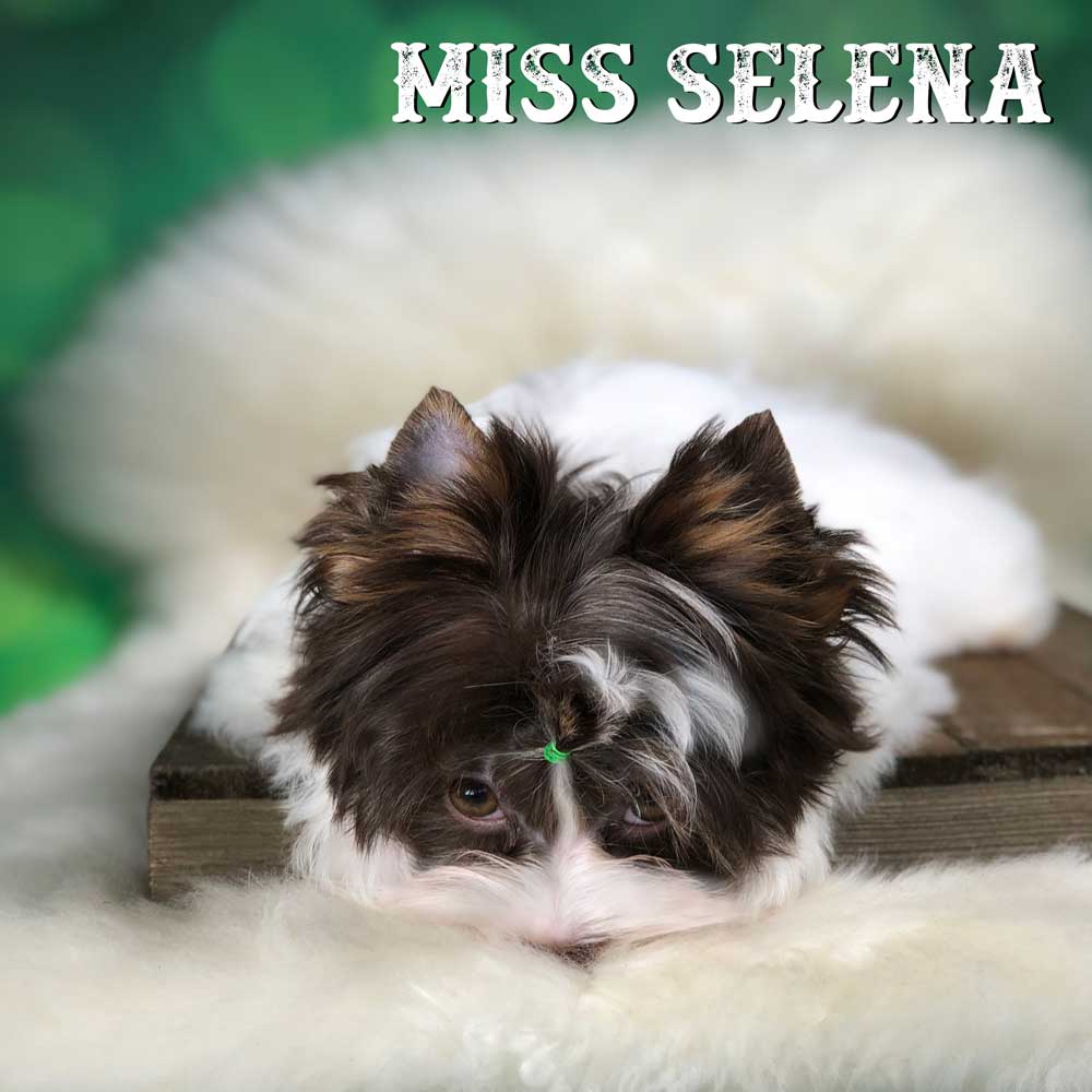 Chocolate Biewer Terrier Girl Miss Selena