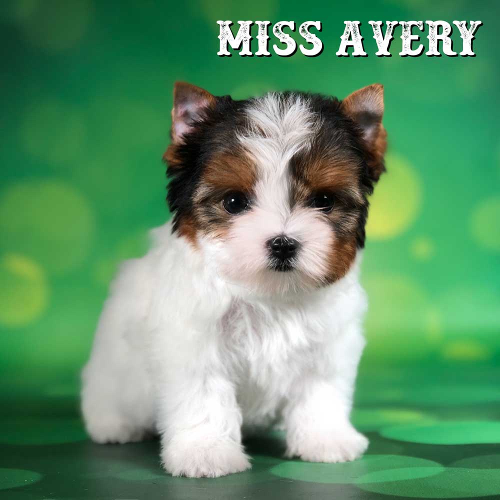 Rocky Mountain Biewer Terrier Puppy Girl Miss Avery