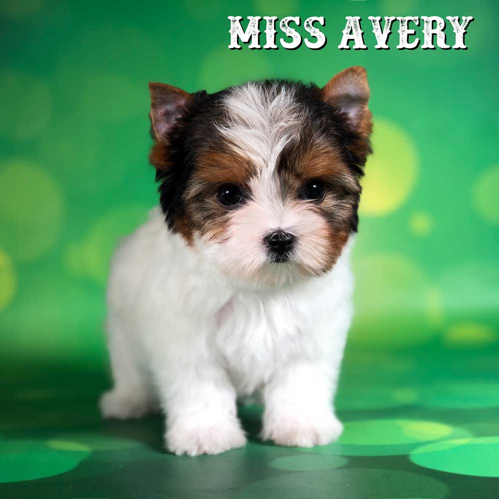 Rocky Mountain Biewer Terrier Puppy Girl Miss Avery