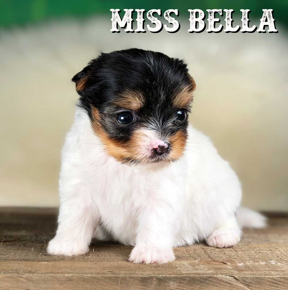 Rocky Mountain Biewer Terrier Puppy Girl Miss Bella