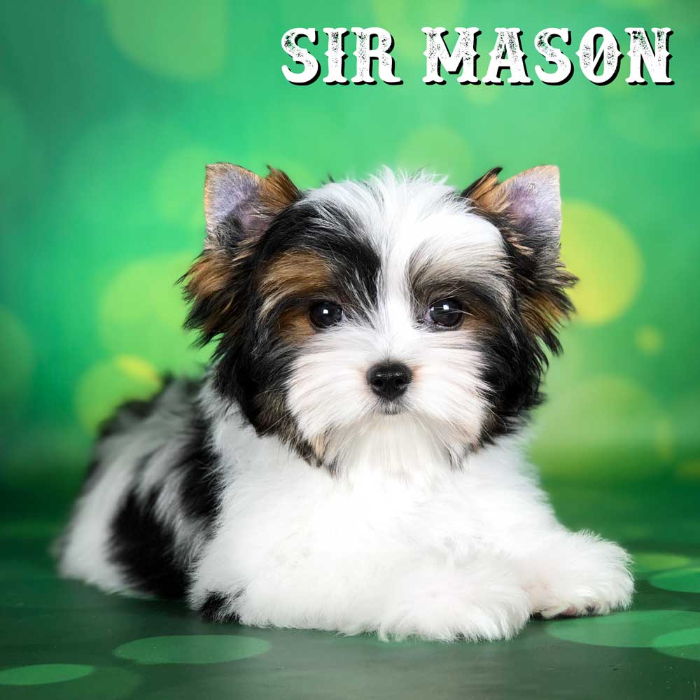 Sir Mason Biewer Terrier Puppy