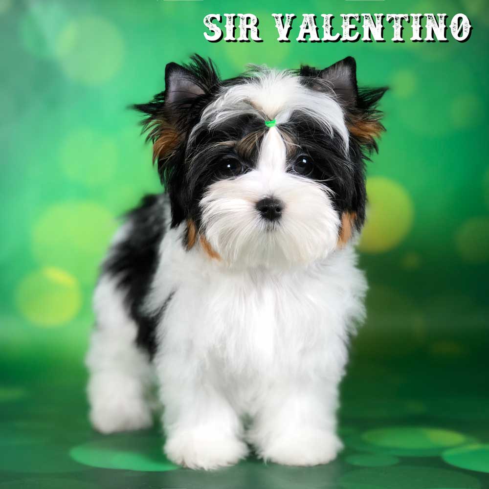 Rocky Mountain Biewer Terrier Puppy Boy Sir Valentino