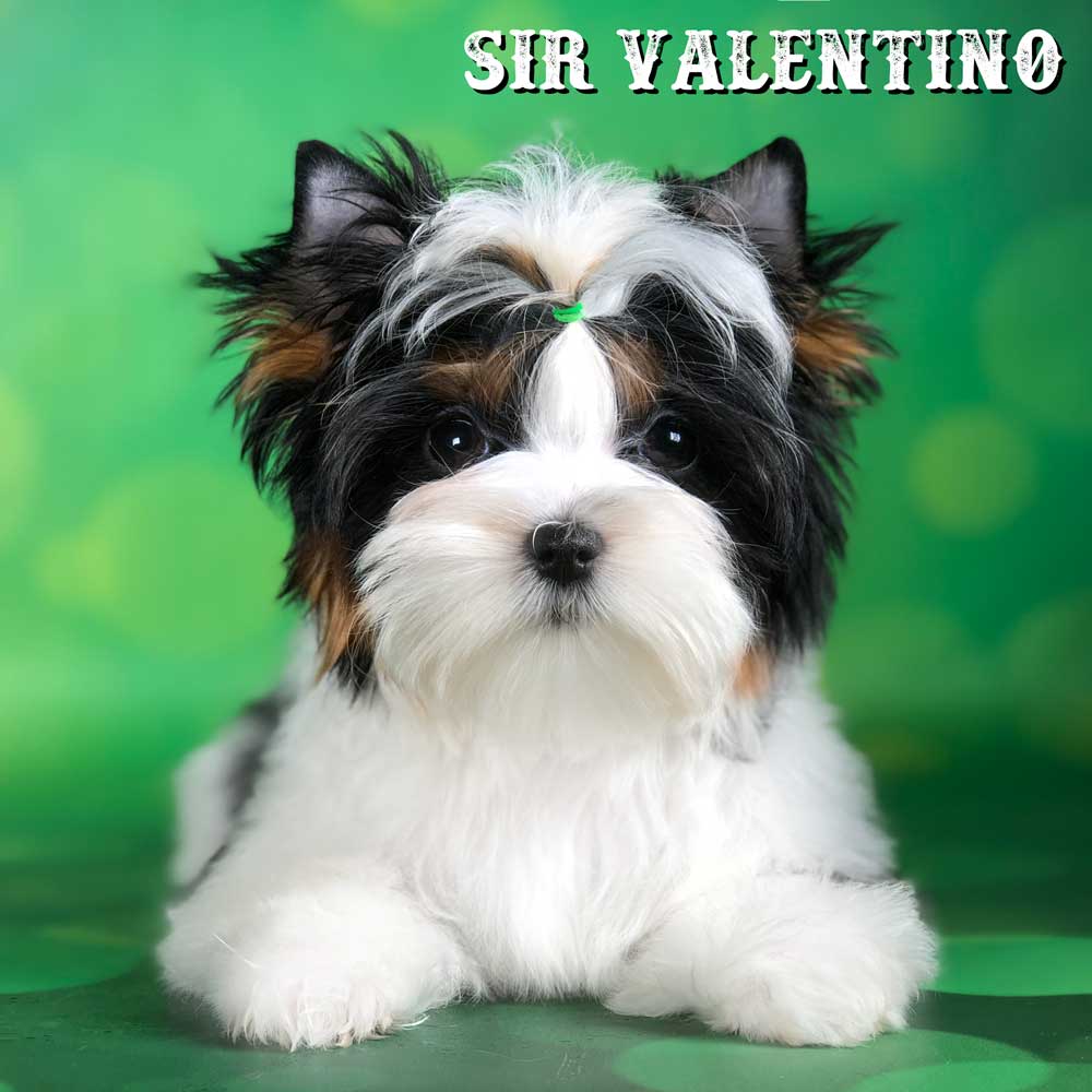 Rocky Mountain Biewer Terrier Puppy Boy Sir Valentino