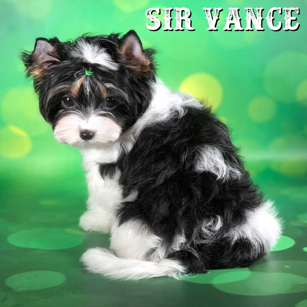 Sir Vance Biewer Terrier Boy