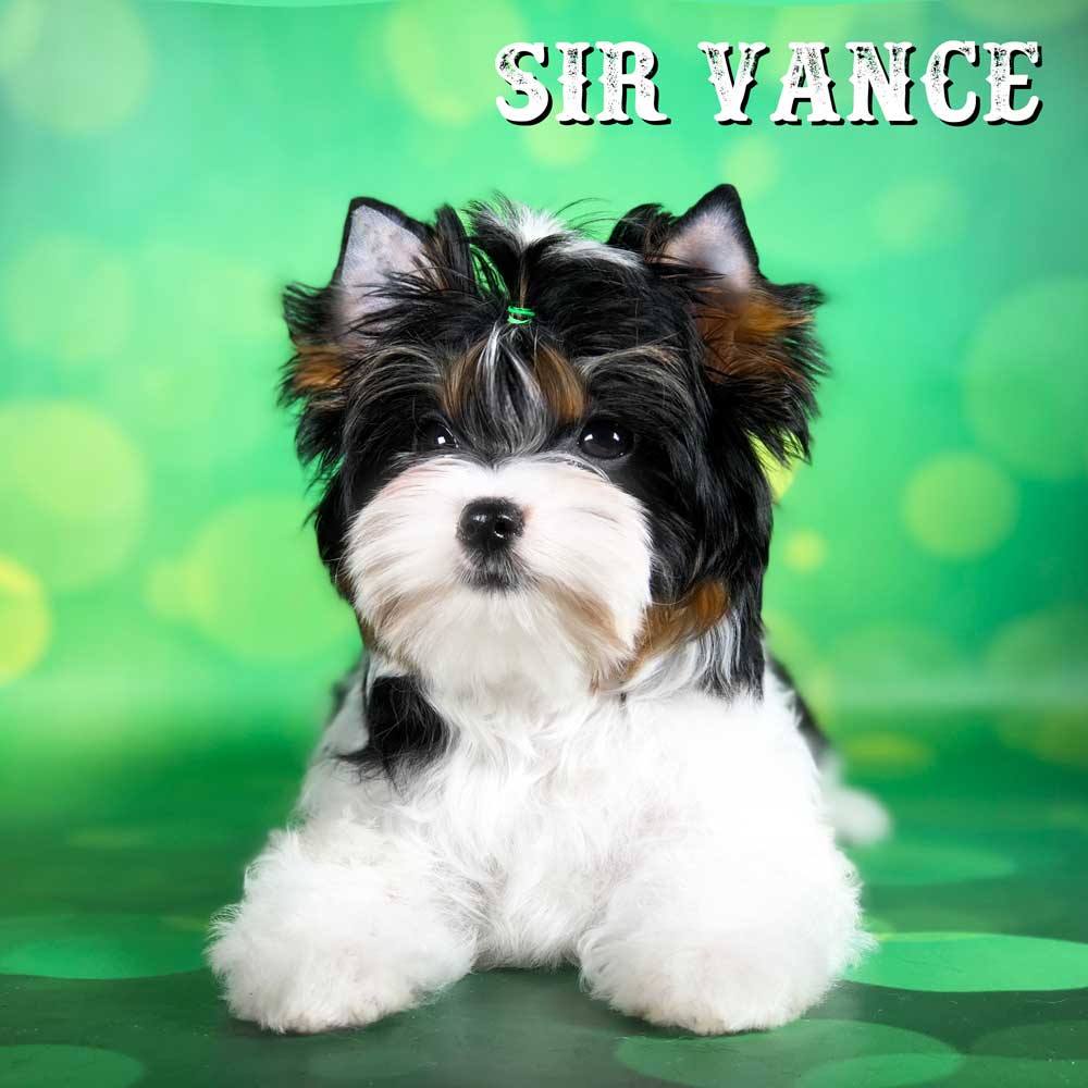 Sir Vance Biewer Terrier Boy