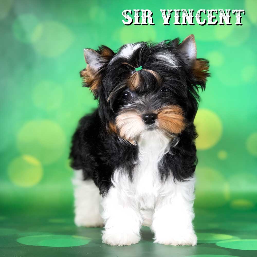 Rocky Mountain Biewer Terrier Puppy Boy Sir Valentino