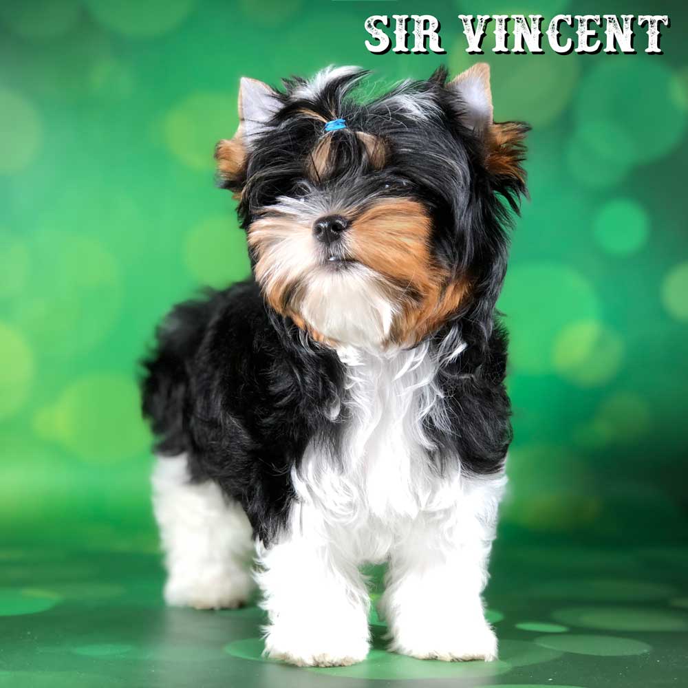 Rocky Mountain Biewer Terrier Puppy Boy Sir Valentino