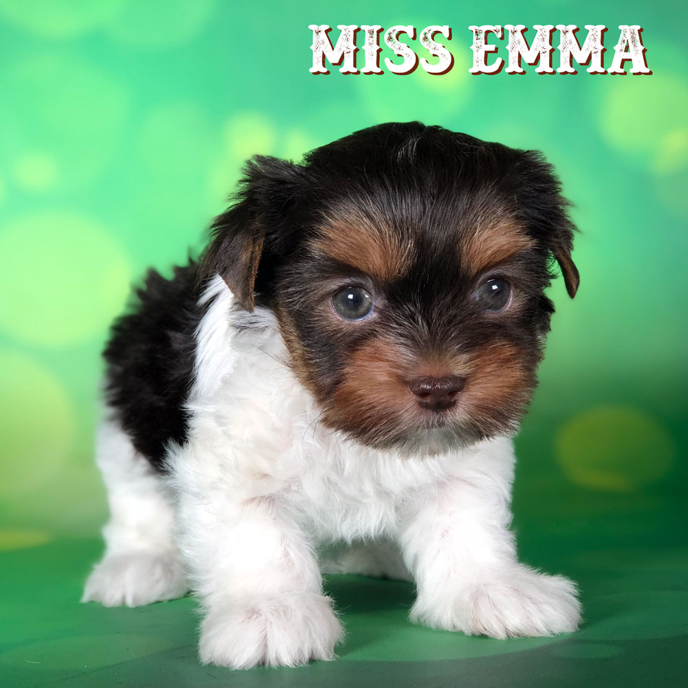 Miss Emma Chocolate Biewer Terrier Puppy