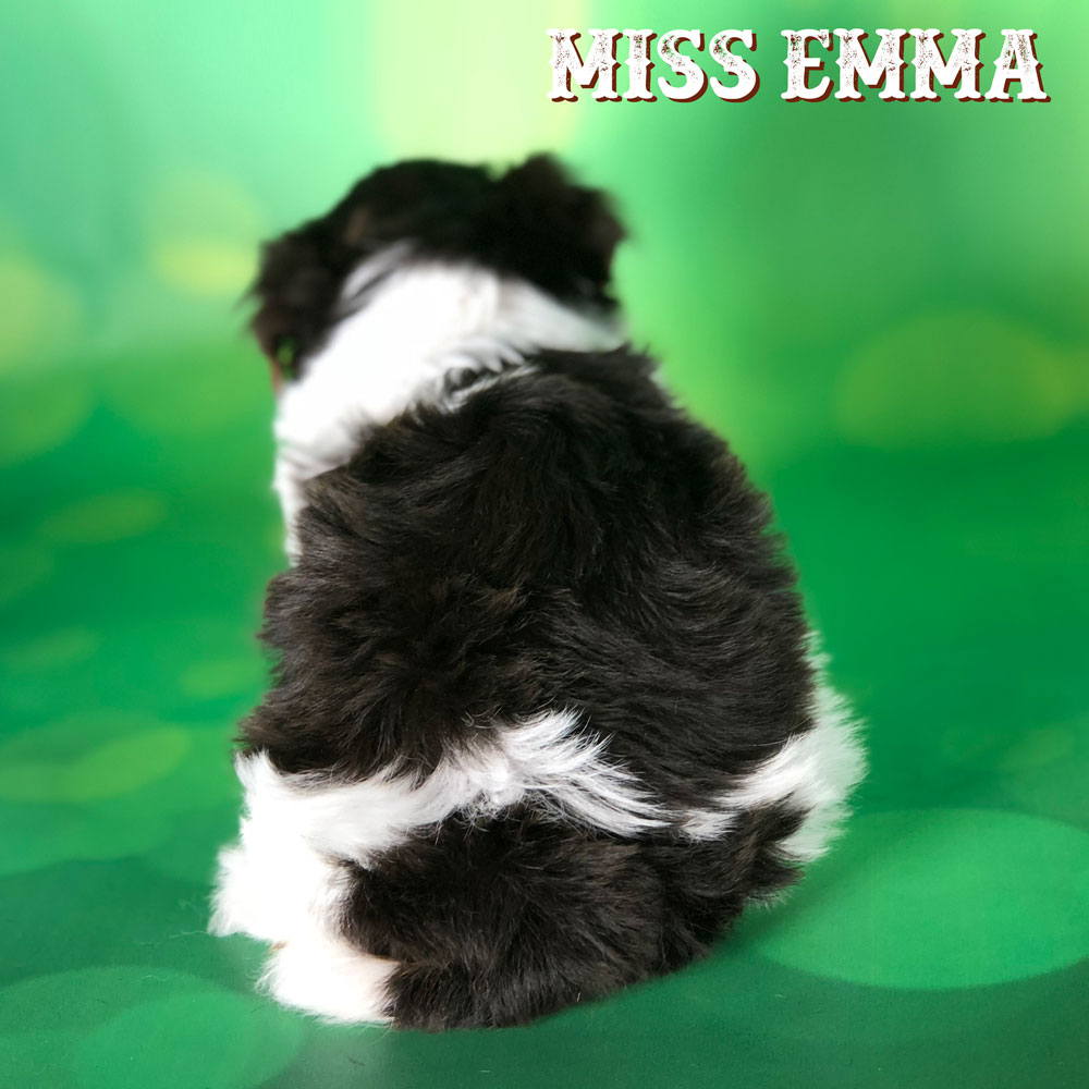 Miss Emma Chocolate Biewer Terrier Puppy