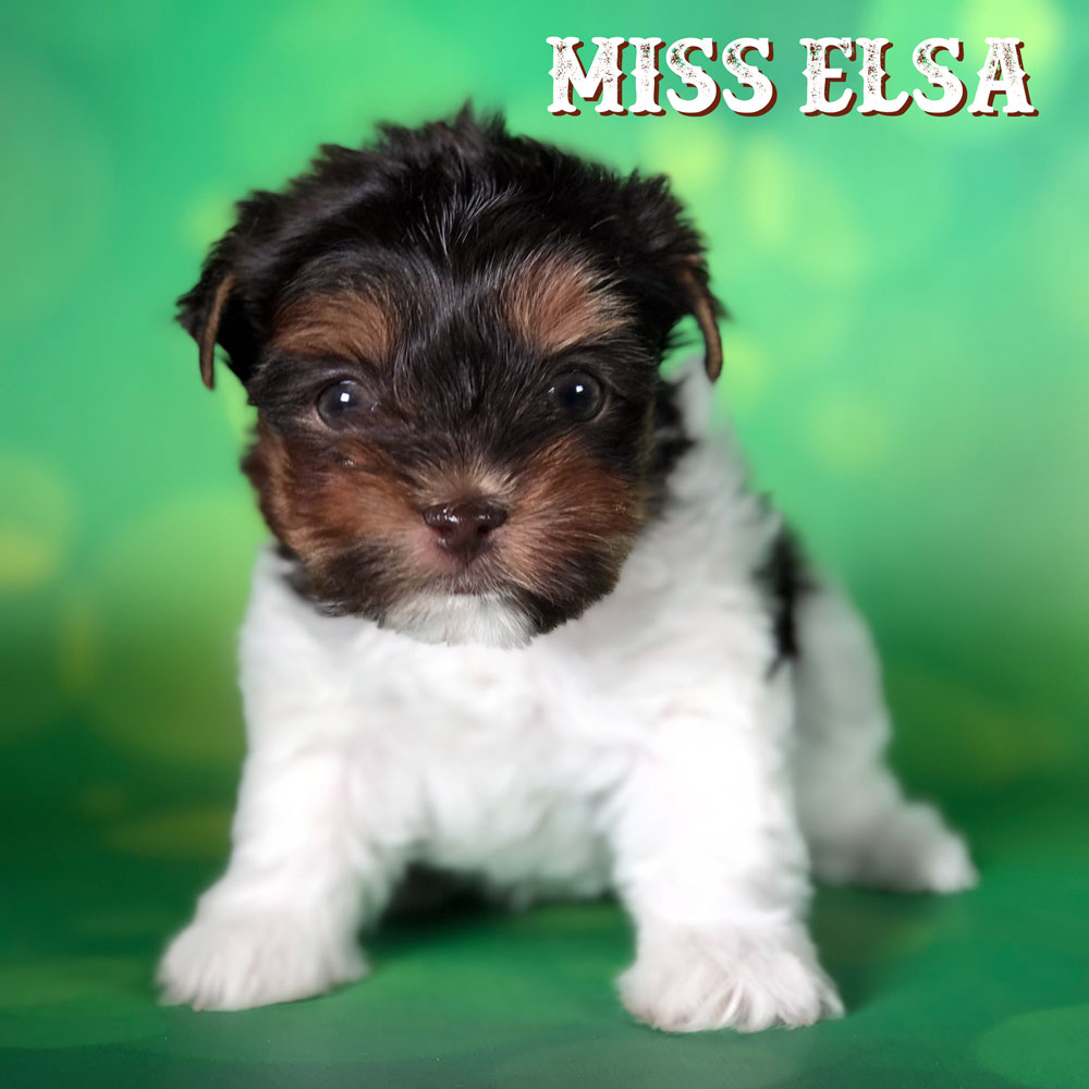 Miss Elsa Chocolate Biewer Terrier Puppy