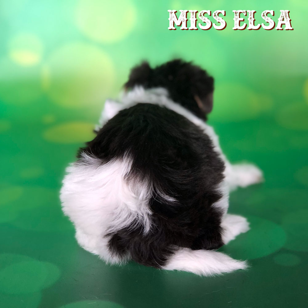 Miss Elsa Chocolate Biewer Terrier Puppy
