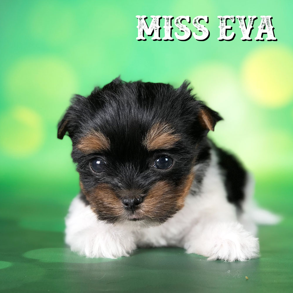 Rocky Mountain's Miss Eva