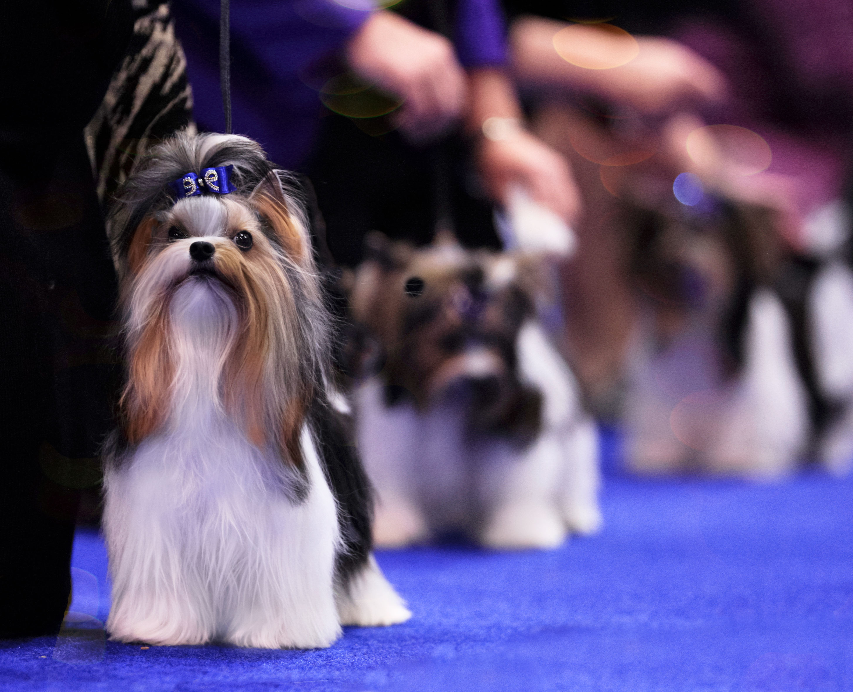 Biewer Terrier History