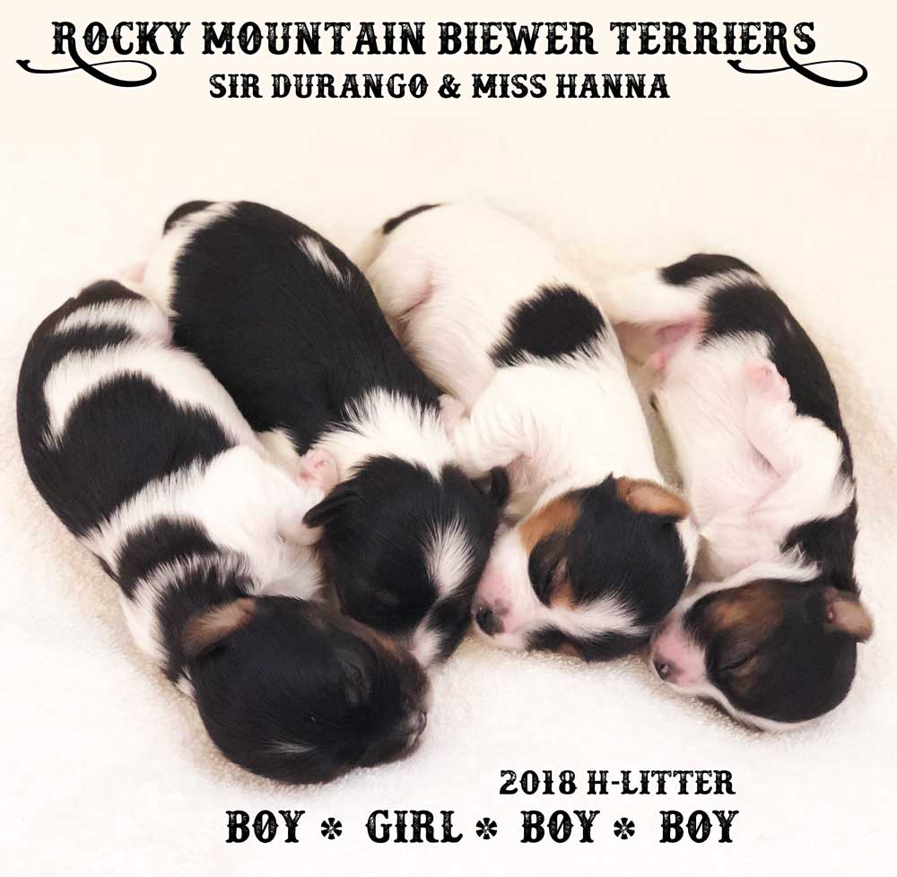 Newborn Biewer Terrier Litter 2018