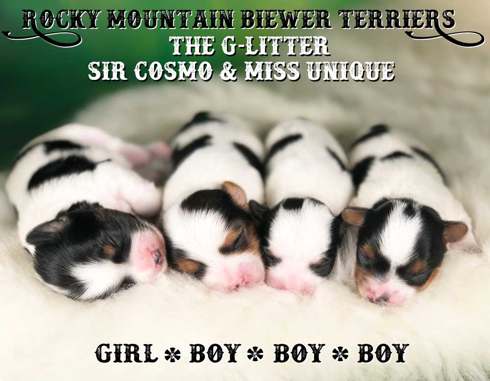 Newborn Biewer Terrier Litter 2018