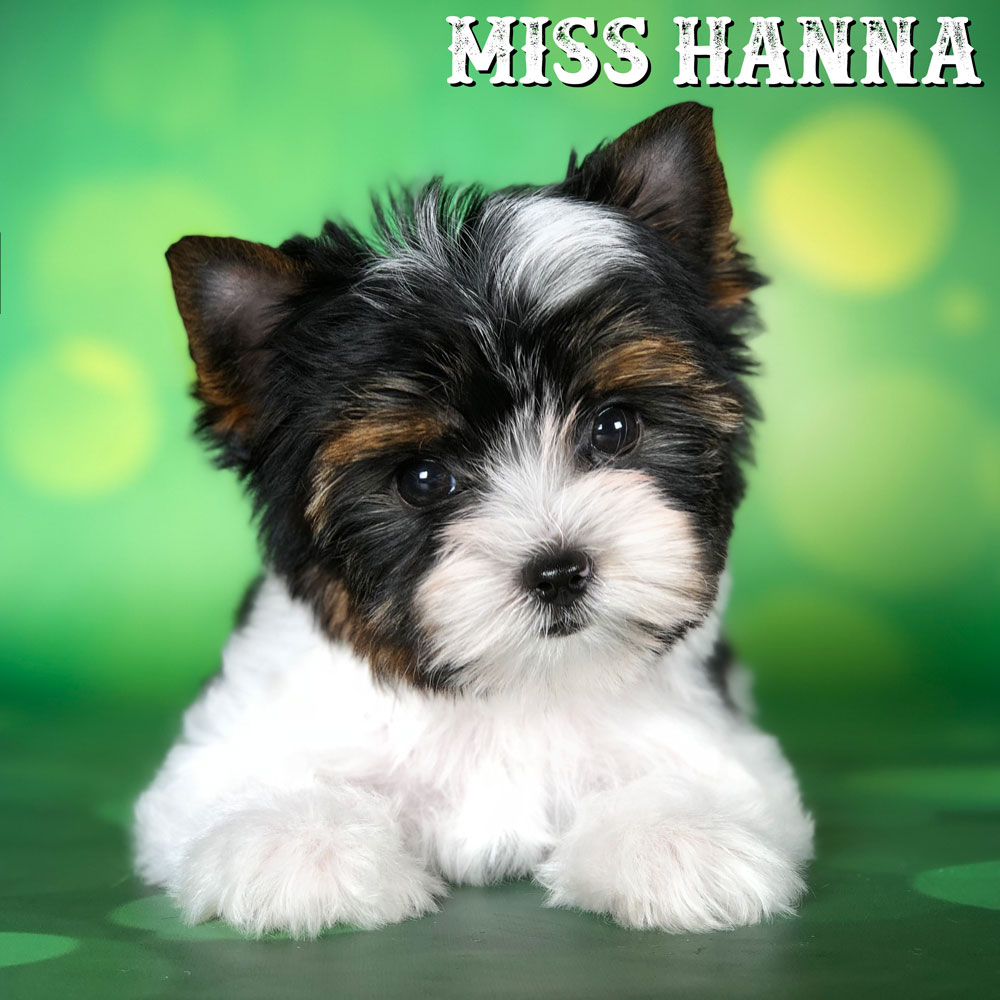 Mini Biewer Terrier Girl