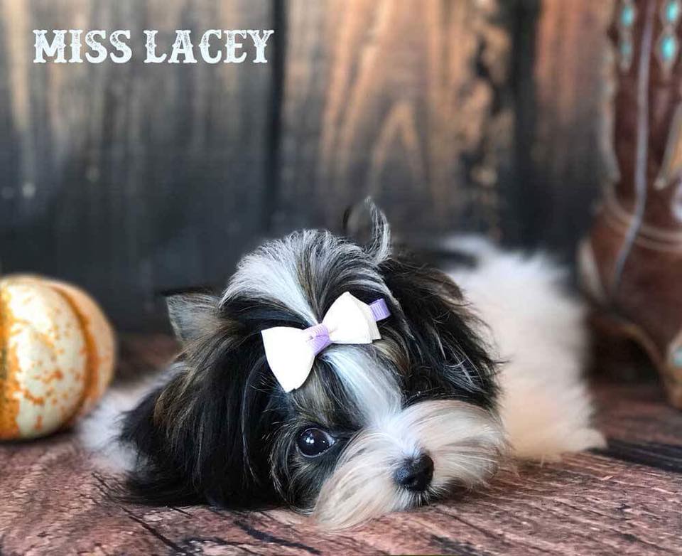 Biewer Terrier Miss Lacey