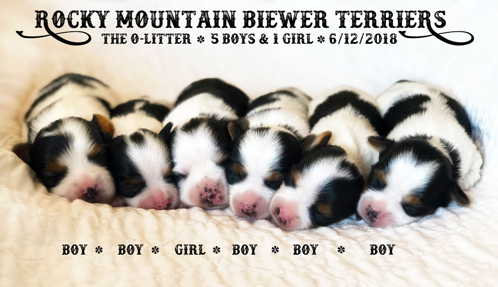 Newborn Biewer Terrier Litter 2018