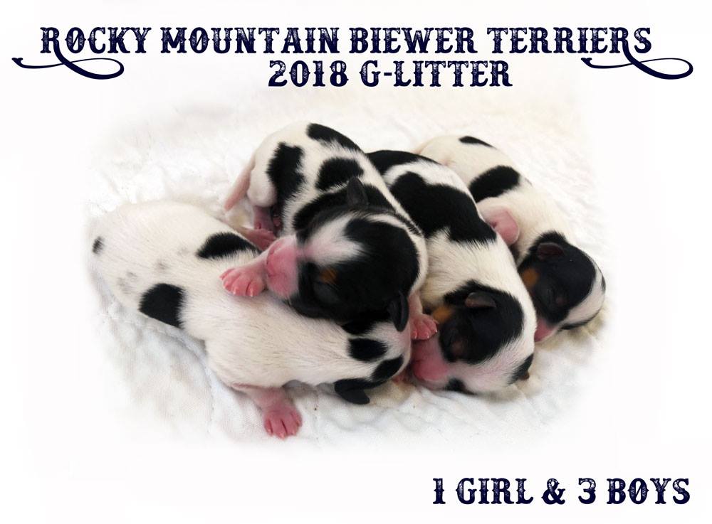 Newborn Biewer Terrier Litter