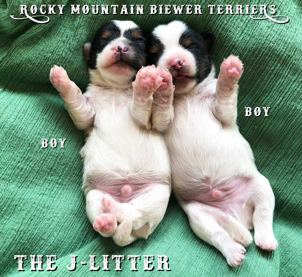 Newborn Biewer Terrier Litter 2018